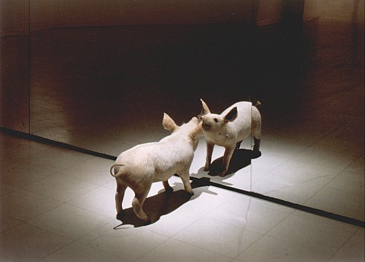 Griser like intelligente som elefanter og delfiner