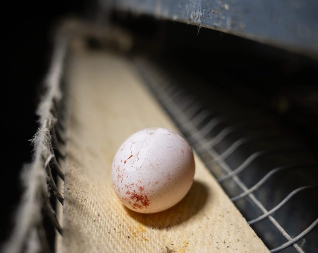 A piglet's tail is cut off by a worker at a factory farm.