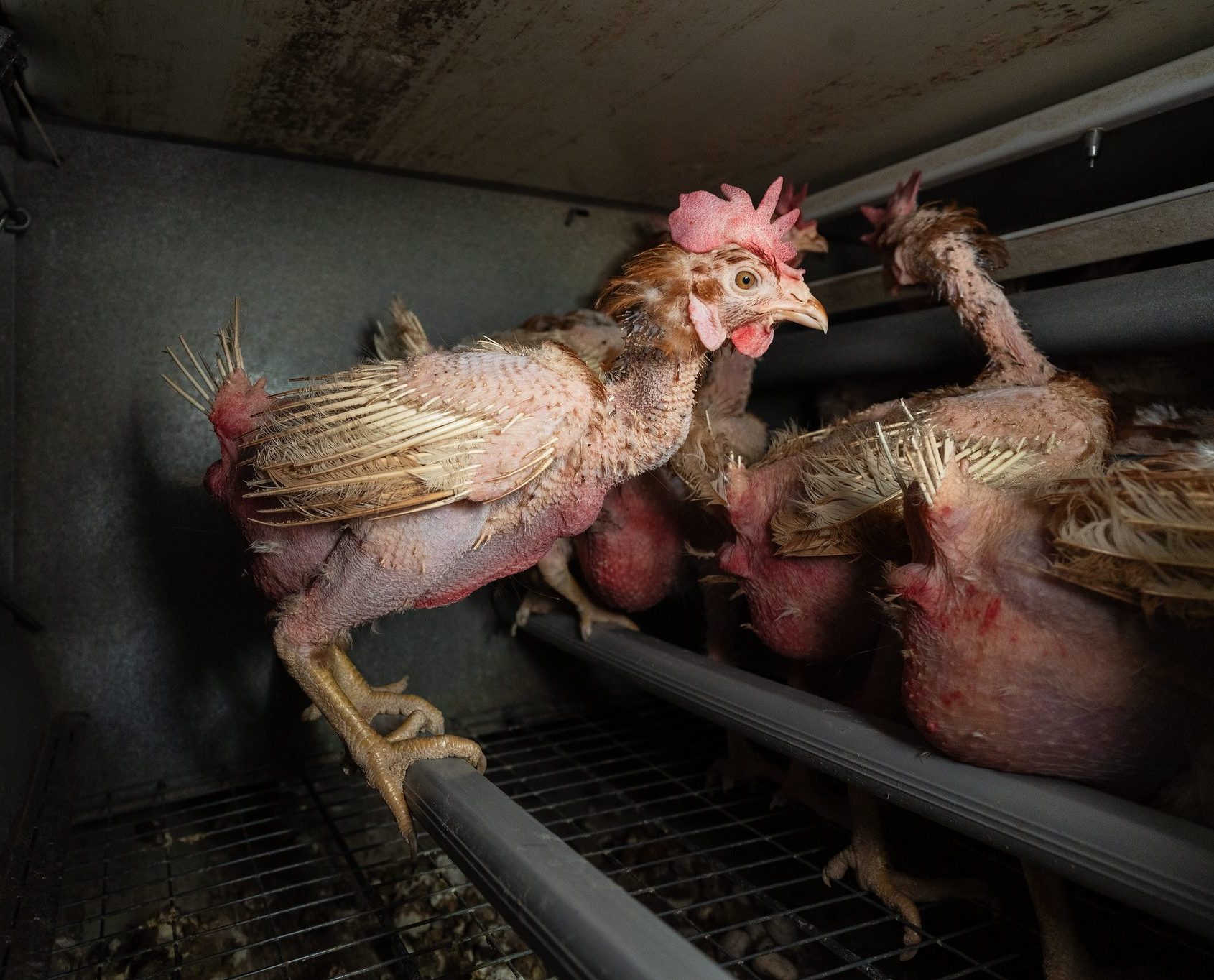 Mange rader med fikserte purker