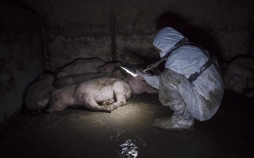 Inspektør filmer gril på norsk grisefarm