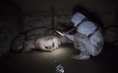 Arbeidet vårt for dyrene er i fare! Nå trenger vi din hjelp.